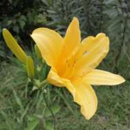 Adaluz